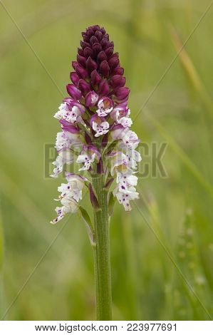 Burnt-tip Orchid