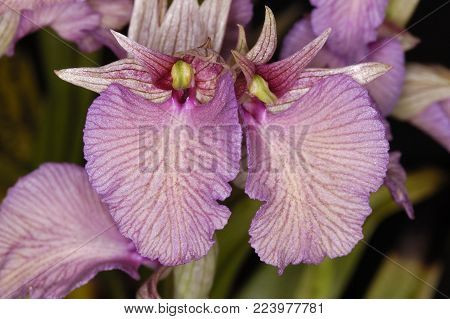 Burnt-tip Orchid