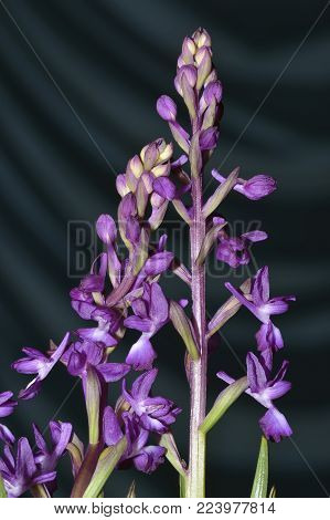 Burnt-tip Orchid