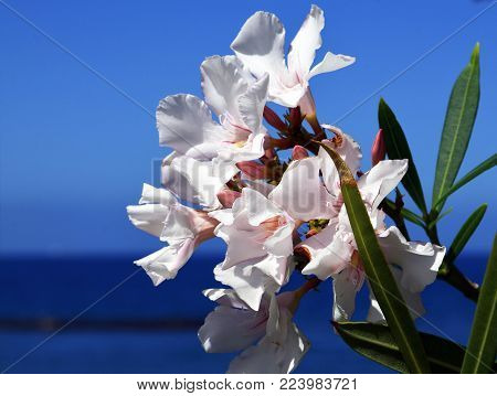 White Oleander flowers (Oleander Nerium) on a blue sky and ocean background.Blooming oleander with beautiful  flowers close up.Selective focus.Copy space.