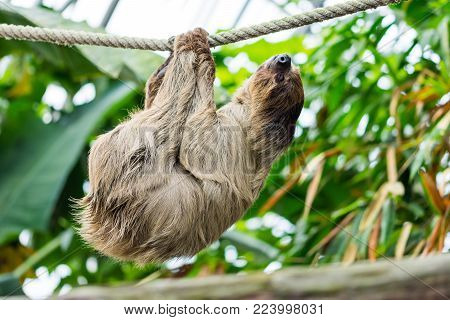 Slow Folivora Bear On The Liana With The Leafs In Background