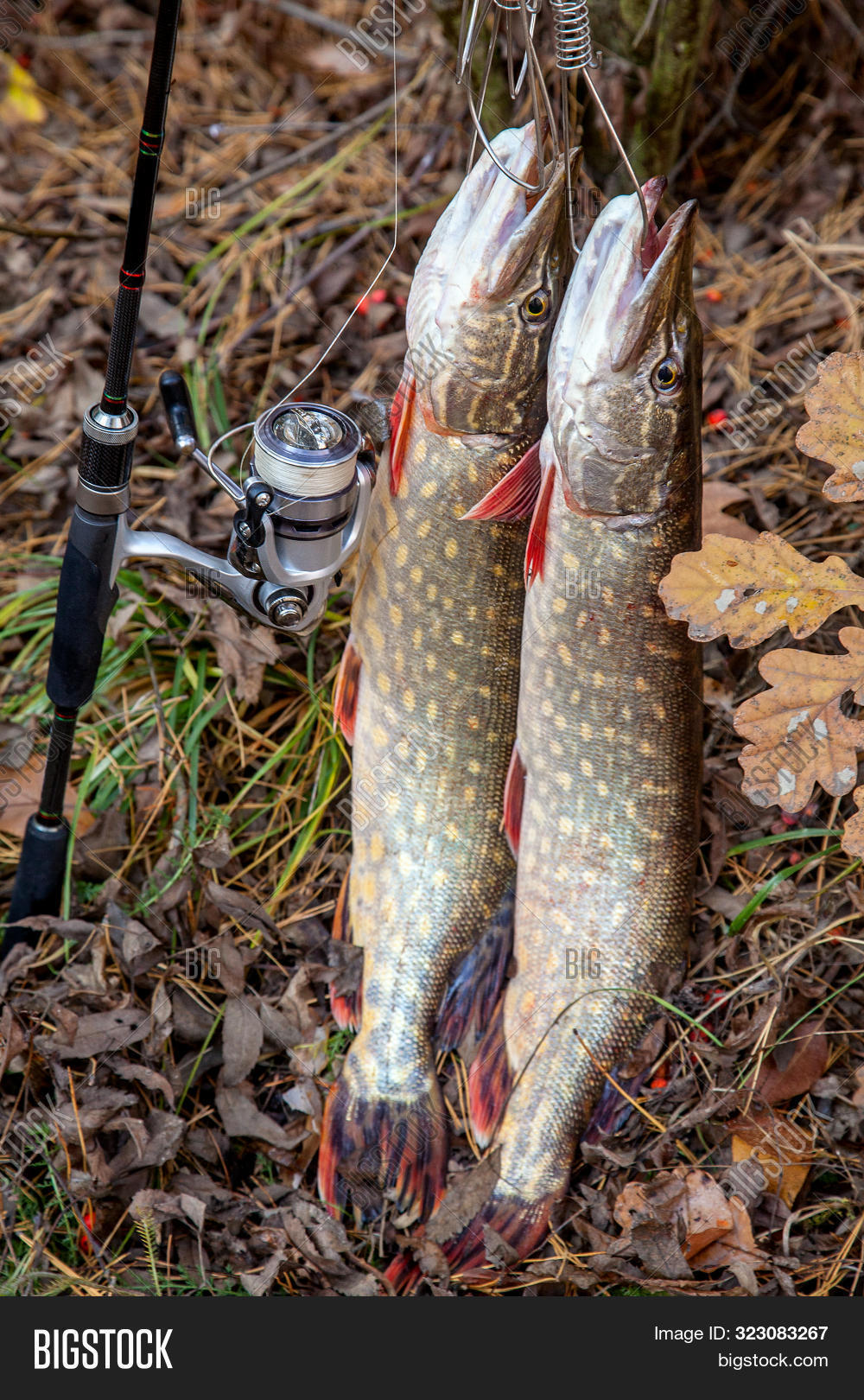 pike fishing rod and reel