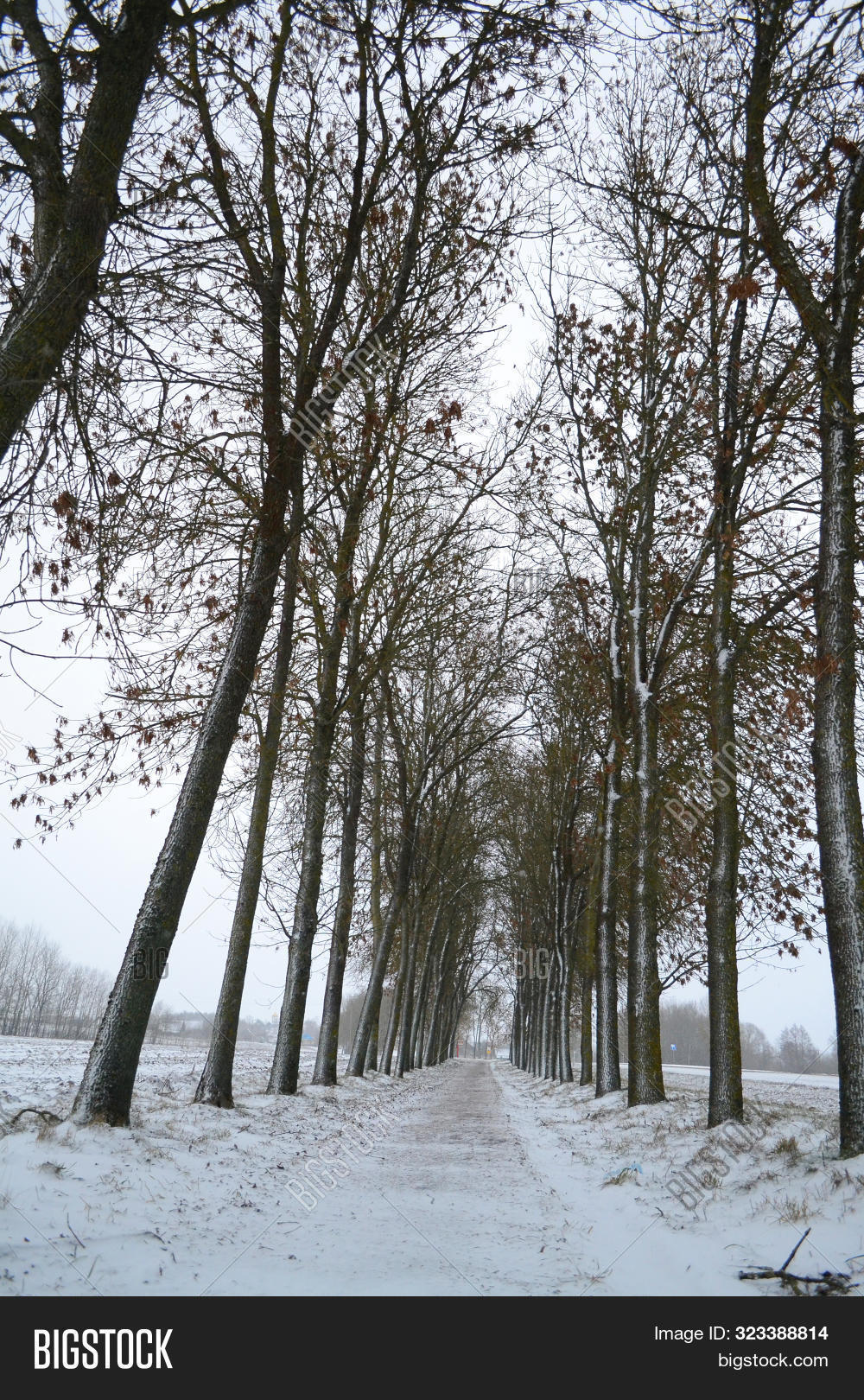 Winter Tree Alley Image Photo Free Trial Bigstock A winter wallpaper with one of the cool and snowy images can be a perfect background for your computer. winter tree alley image photo free