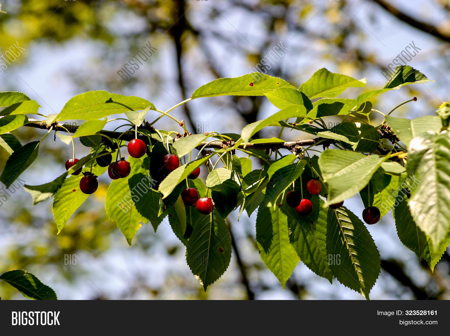 Вишня срок жизни дерева. Сколько растет вишня. Сколько лет живет вишня. Интенсивный сад черешни. Черешня сорт брянская розовая.