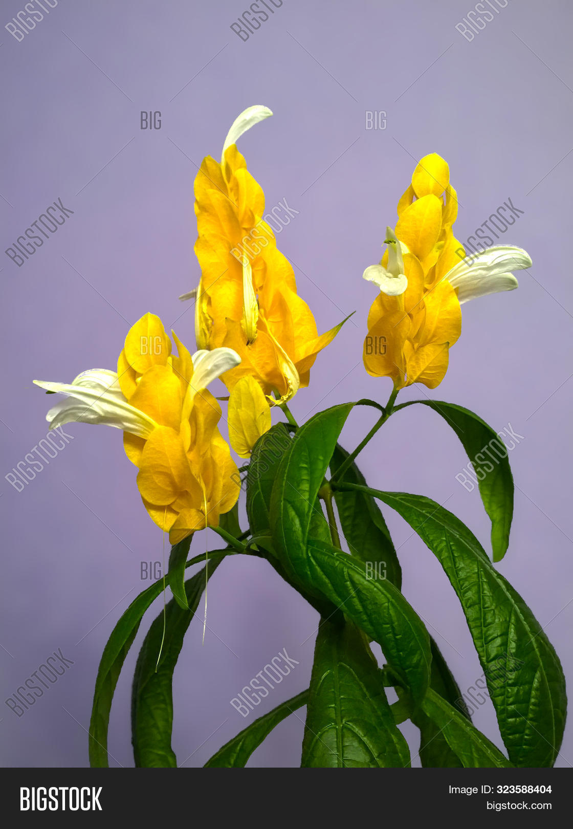 Beetroot Plant Flower