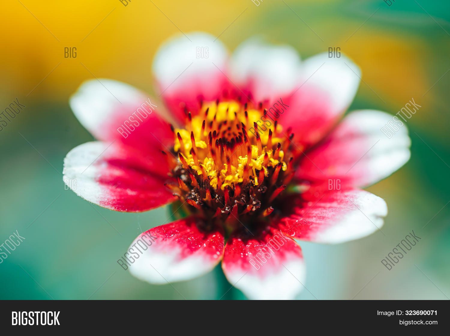 Macro Beautiful Flower Image Photo Free Trial Bigstock
