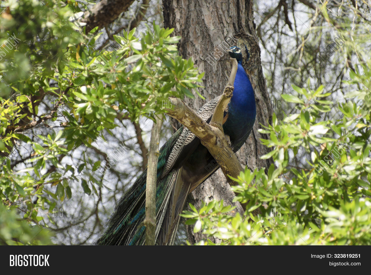 Peacock Sitting On Image Photo Free Trial Bigstock Peacock Sitting On Image Photo Free Trial Bigstock