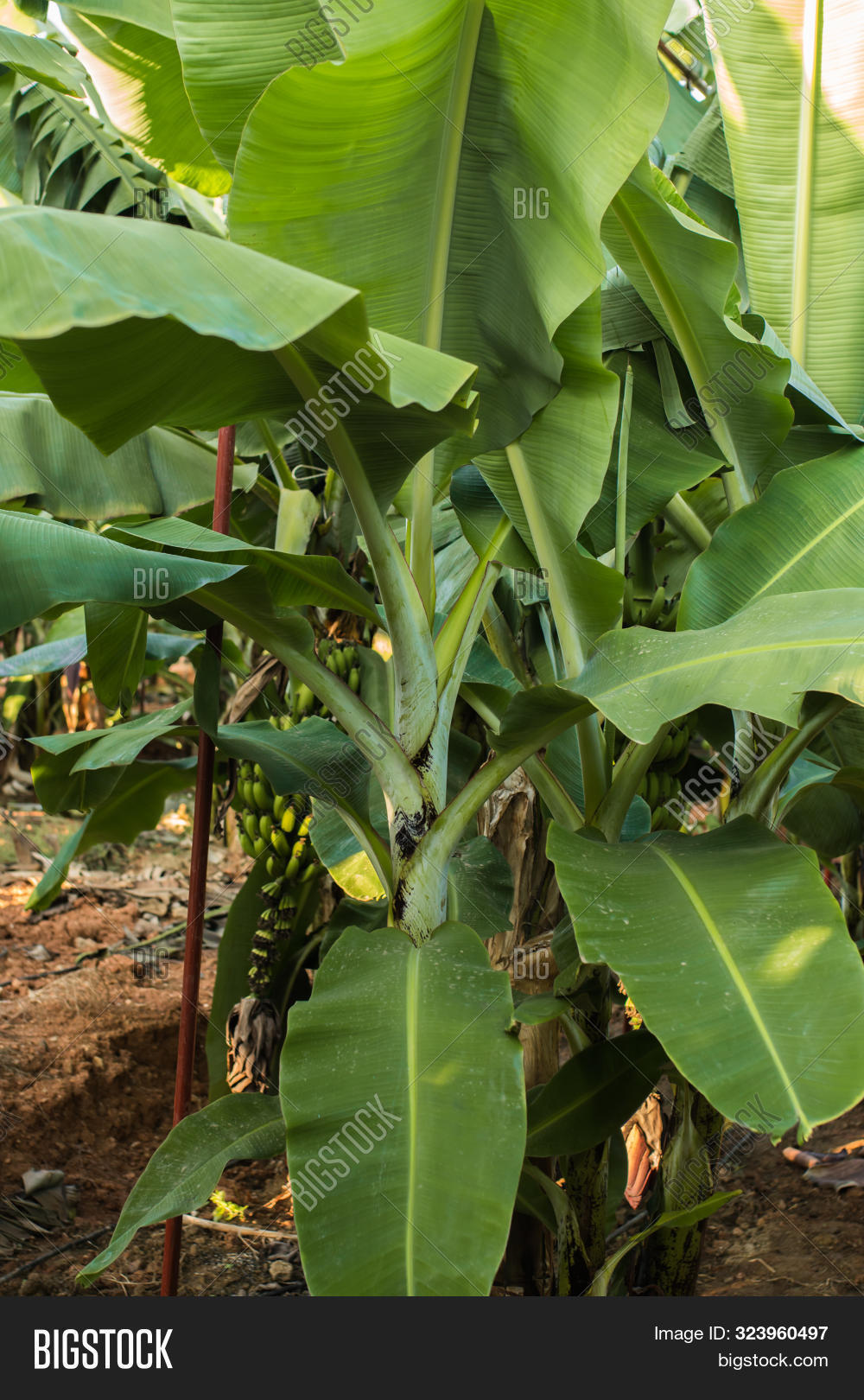 Banana Garden, Banana Image & Photo (Free Trial) Bigstock