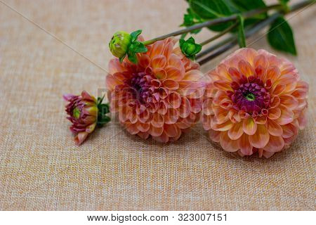 Orange Dahlia Lying On The Table. Dahlias On A Beige Background.