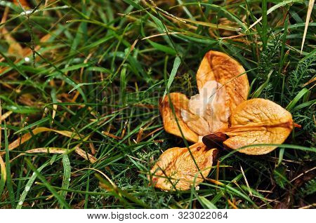 Autumn Mood Picture. Close-up Photo Of A Horse Chestnut. Warm Colors.