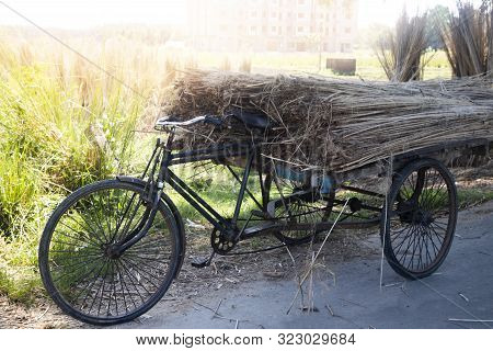 Cultivation Of Jute In India. Jute Is One Of The Important Natural Fibers After Cotton In Terms Of C