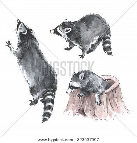 Hand Drawn Watercolor Three Raccoons Isolated On White Background