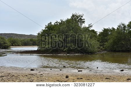 Mud Flats Around The Tidal Pools Of The Spanish Lagoon In Aruba.