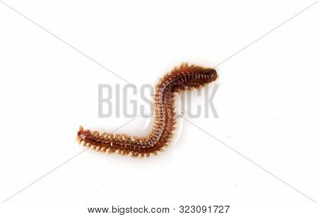 Close-up Of Clam Worm Against White Background