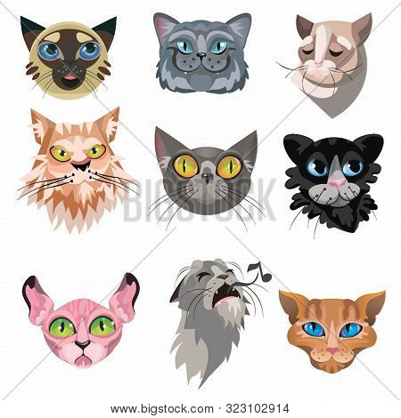 Set Of Various Domestic Cats Faces Vector Illustration
