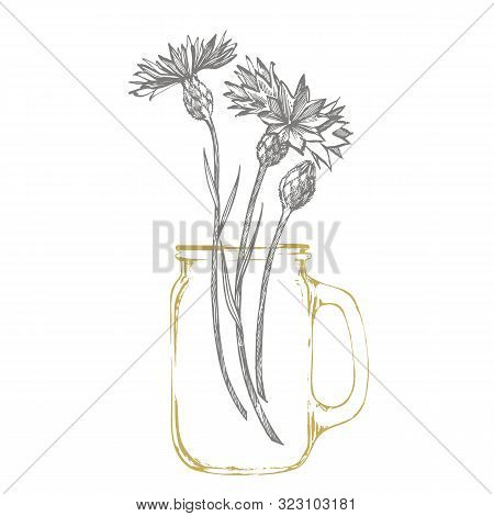Blue Cornflower Herb Or Bachelor Button Flower Bouquet Isolated On White Background. Set Of Drawing 