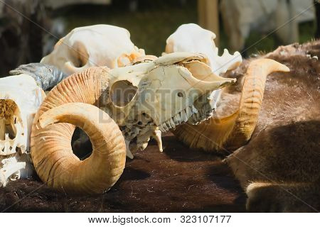 The Skull Of A Ram With Curled Horns Lies On Animal Skins