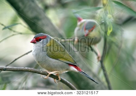 The Red Browed Finch Is Hiding In The Bushes