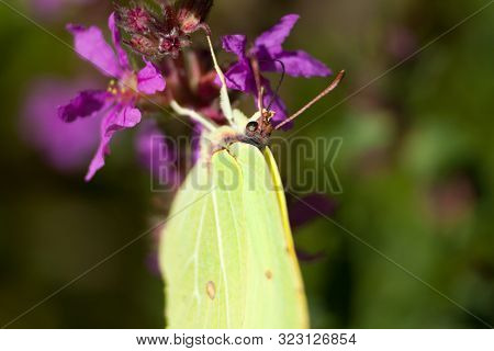 Common Brimstone - Gonepteryx Rhamni Yellow Butterfly