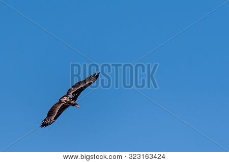 A White-headed Vulture -trigonoceps Occipitalis- Circling Over Etosha National Park, Namibia.