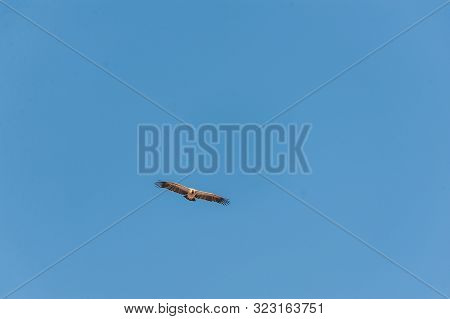 A White-headed Vulture -trigonoceps Occipitalis- Circling Over Etosha National Park, Namibia.
