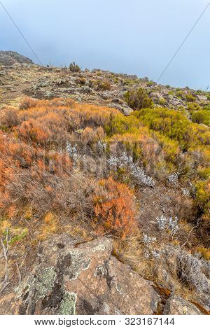 Landscape Of The Ethiopian Bale Mountains National Park. Ethiopia Wilderness Pure Nature. Misty Day 