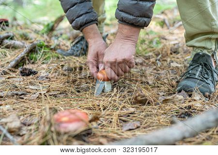 Close Up Hands Cut A Wegetable Mushroom In A Forest With A Knife.