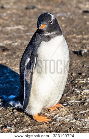 Fat Lonely Gentoo Penguin Chick Enjoing The Sun Light At The Barrientos Island, Antarctic