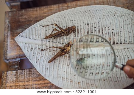 A Boy Is Studying A Grasshopper In A Magnifying Glass. Natural Learning Concept