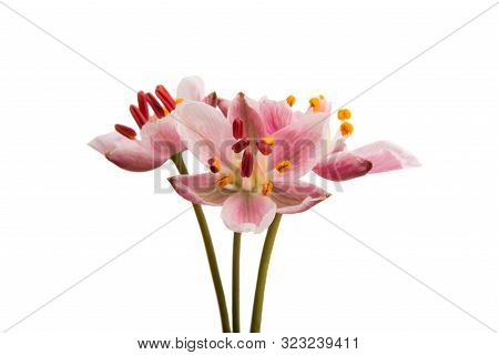 Butomus Umbrella Isolated On A White Background
