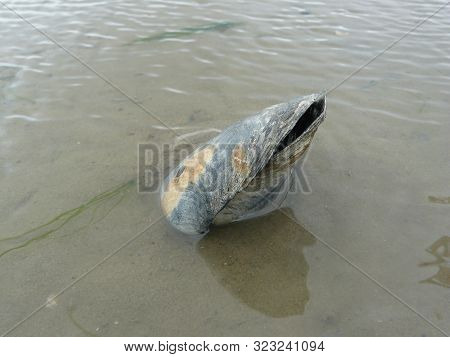 An Open Mussle Half Buried In The Brown Sand In The Water