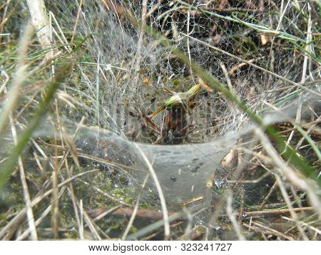 A Funnel Web Spider Eating A Grasshopper That Got Stuck In His Web