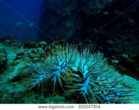 Close Up Of The Spines From A Crown-of-thorns Seastar, Acanthaster Planci, In A Coral Reef