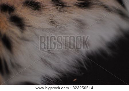 Domesticated Pet Serval Cat (leptailurus Serval) At Home.
