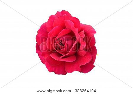 Red Rose On A White Background. Isolated Flower.
