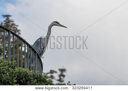 A Common Heron Waiting To Grap Some Fishes