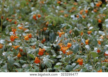 sparkling water droplets on plants with bright orange flowers from the mist of the niagara falls