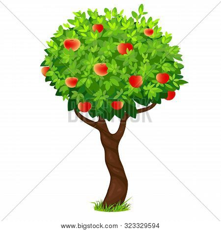 Apple Tree On A White Background, Tree With Apples