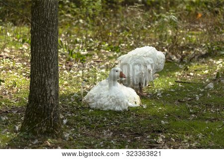 White Sebastopol Goose. This Domestic Geese  Cannot Fly Due To The Curliness Of Their Feathers