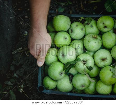 Mens Hands Hold A Box With Green Simirenka Apples. Pick And Pick Apples. Concept, Autumn Harvesting 