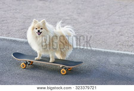 Happy Chherful Pomeranian Spitz Dog Riding Skateboard, Looking At Camera, Smiling. Little Cute Fluff