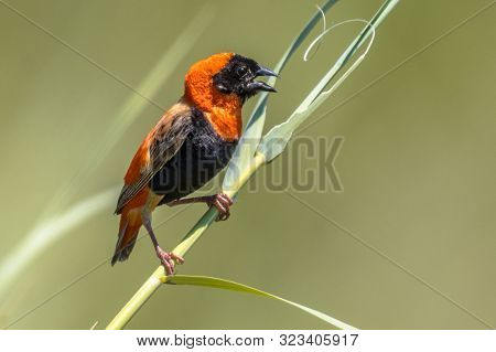 Southern Red Bishop (euplectes Orix) Bird Singing While Perched In Reed In Kruger National Park Sout