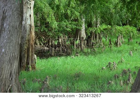 The Entrance Of A Forest, Tonga, Algeria