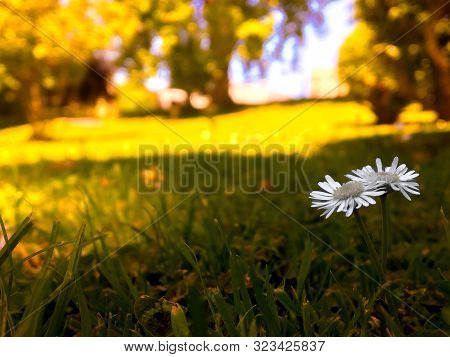 A Flower Standing Out By Not Having Any Colour