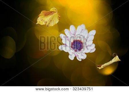 Magic Autumn With Leaves Flying In The Bouquet