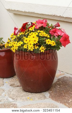 Planter With Pink Petunia And Yellow Apache Beggarticks Flowers In A Garden During Spring