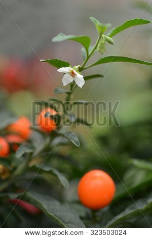 False Jerusalem Cherry - Latin Name - Solanum Pseudocapsicum