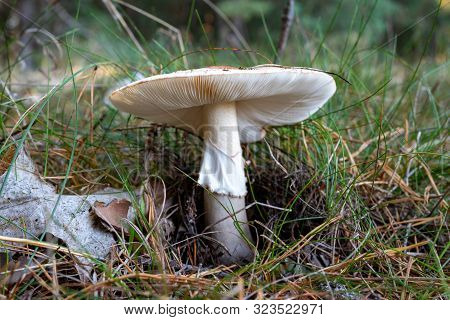 Poisonous Mushroom Growing In The Forest. Inedible Mushrooms Growing In Central Europe.