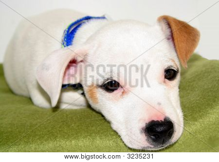 Jack Russel pentu