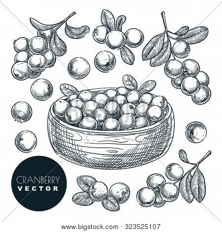 Cranberry Berries Sketch Vector Illustration. Cowberry Harvest In Bowl. Hand Drawn Agriculture And F